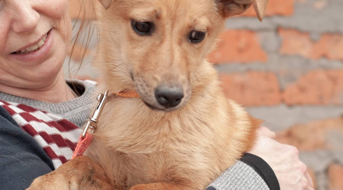 Chiens à adopter